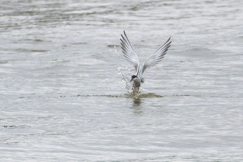 Flussseeschwalbe aus dem Wasser heraus