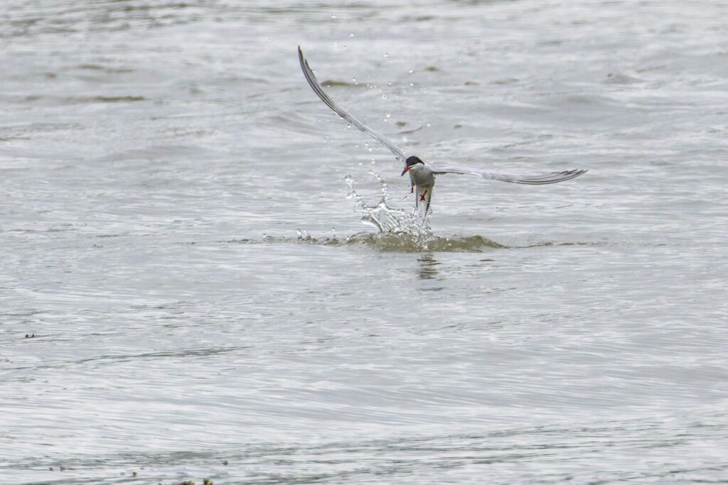Flussseeschwalbe am Höhe gewinnen