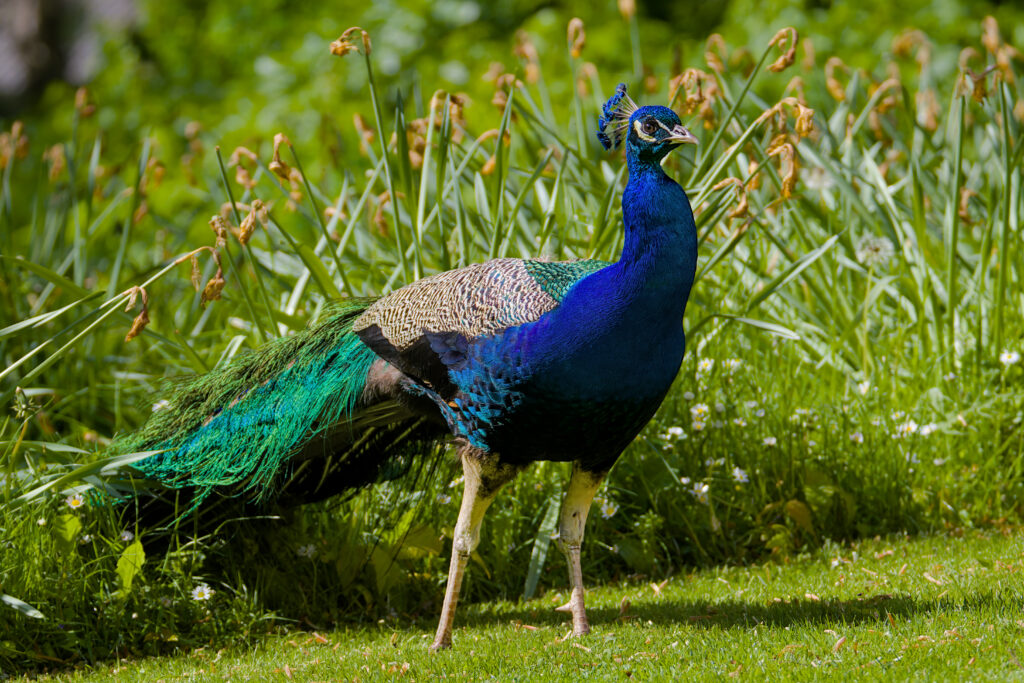 Männlicher Pfau