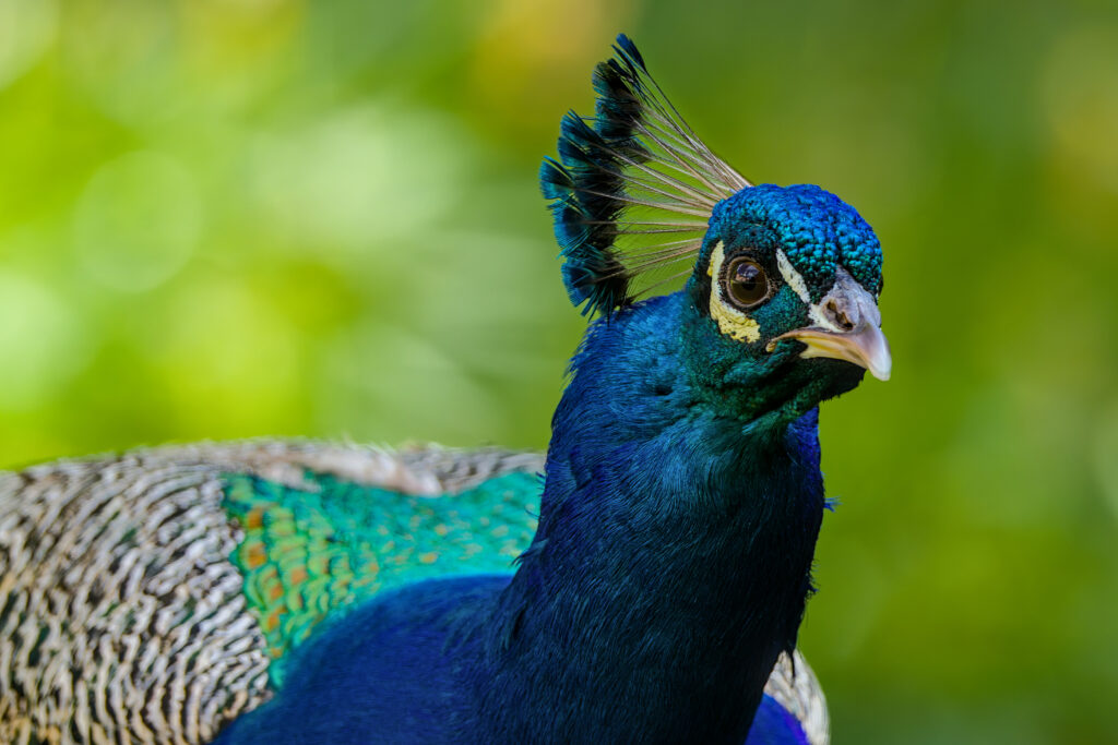 Männlicher Pfau