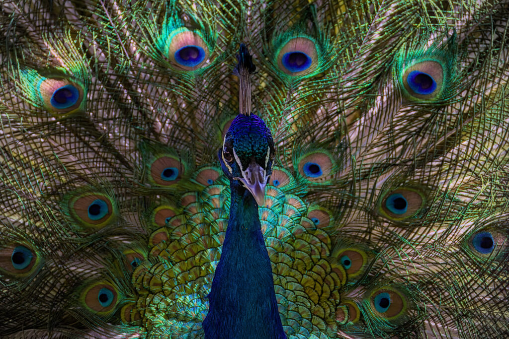 Männlicher Pfau