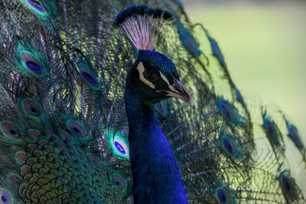 Männlicher Pfau