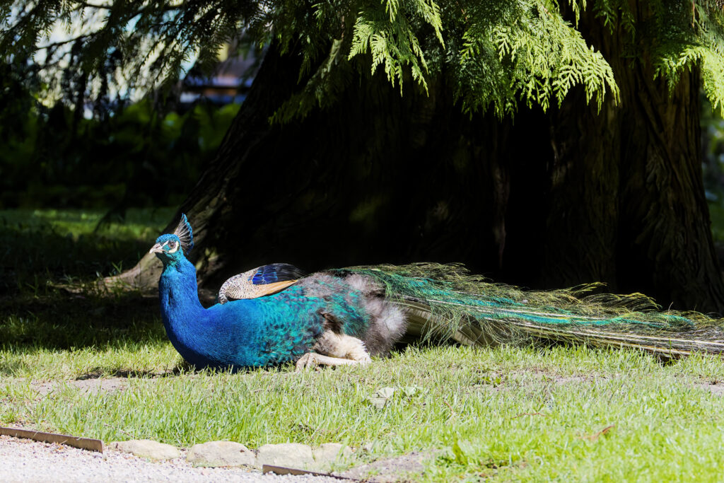 Männlicher Pfau