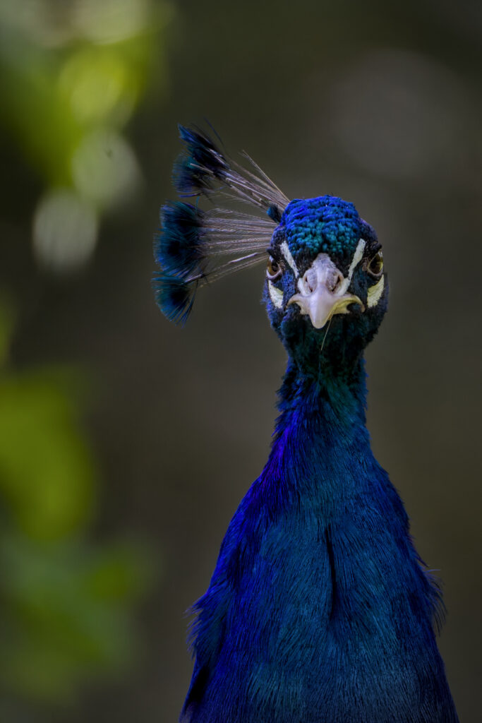 Männlicher Pfau