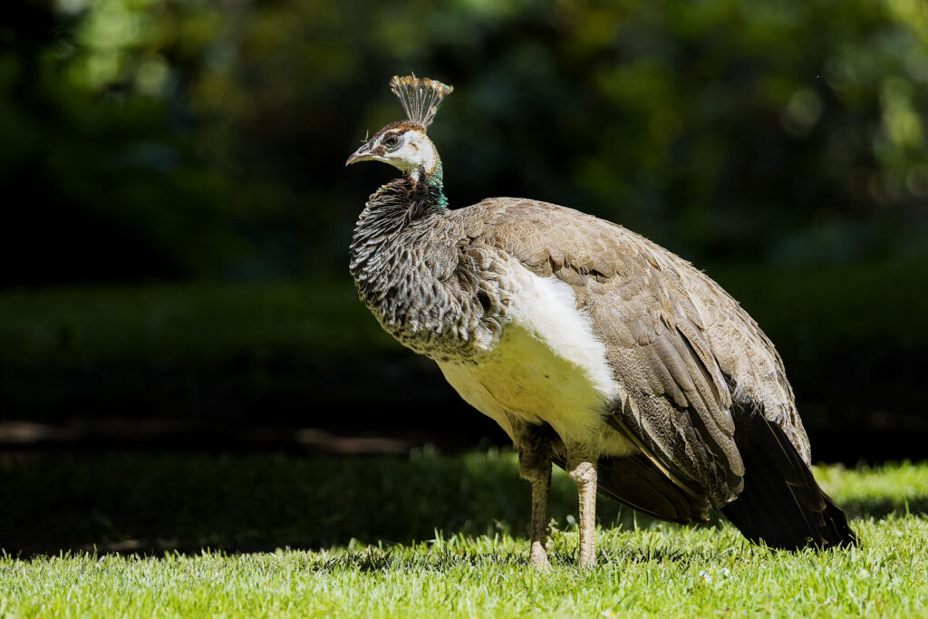 Weiblicher Pfau