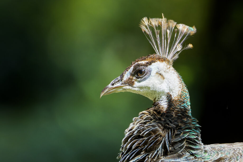 Weiblicher Pfau