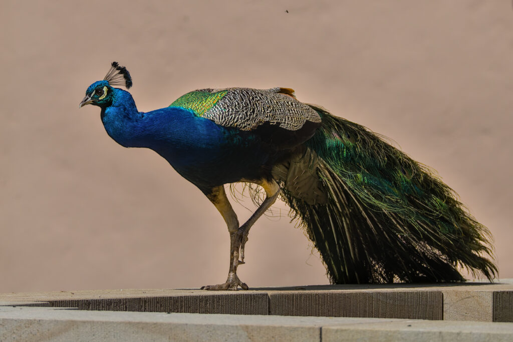 Männlicher Pfau