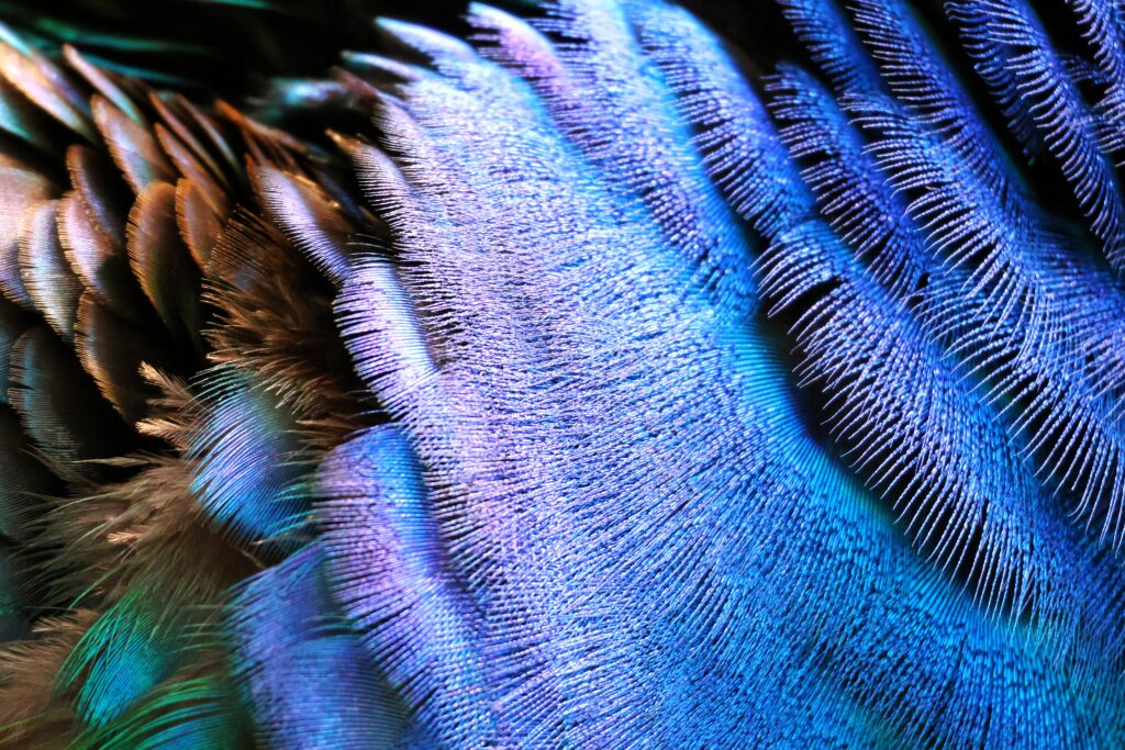 Männlicher Pfau Detailaufnahmen 