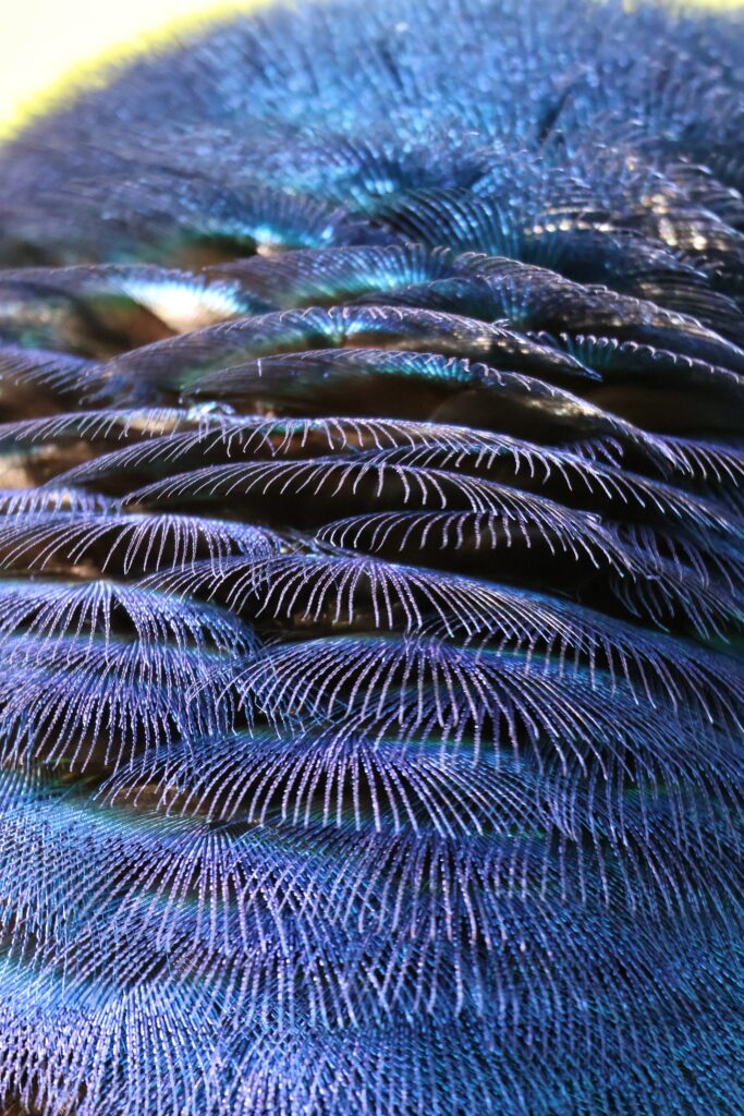 Männlicher Pfau Detailaufnahmen 