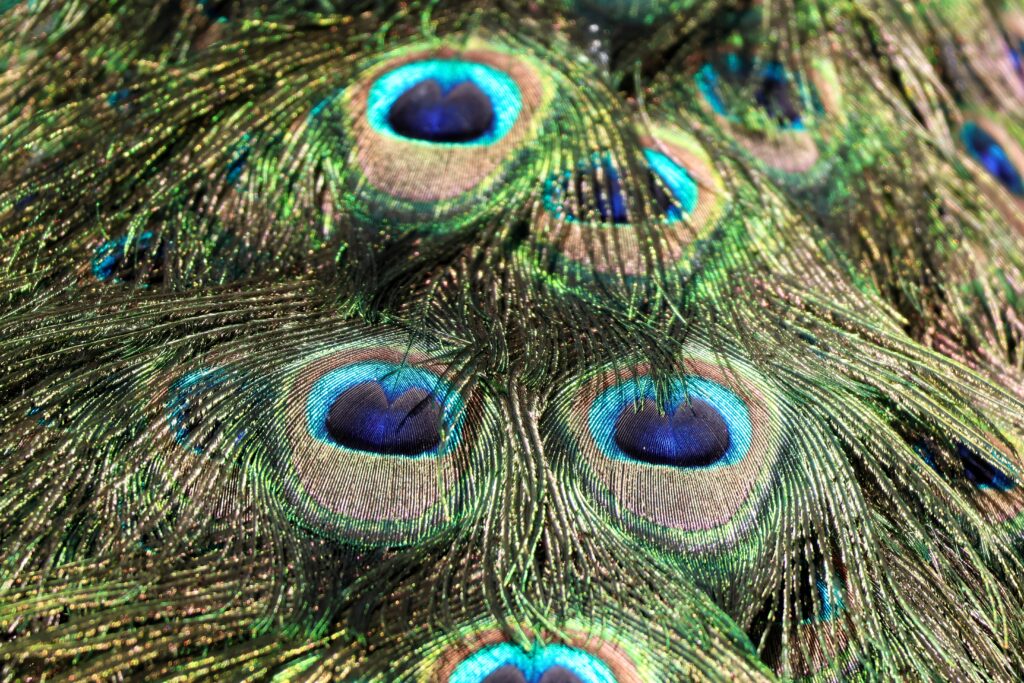 Männlicher Pfau Detailaufnahmen 