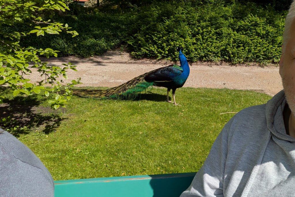 Männlicher Pfau sehr nah an uns dran