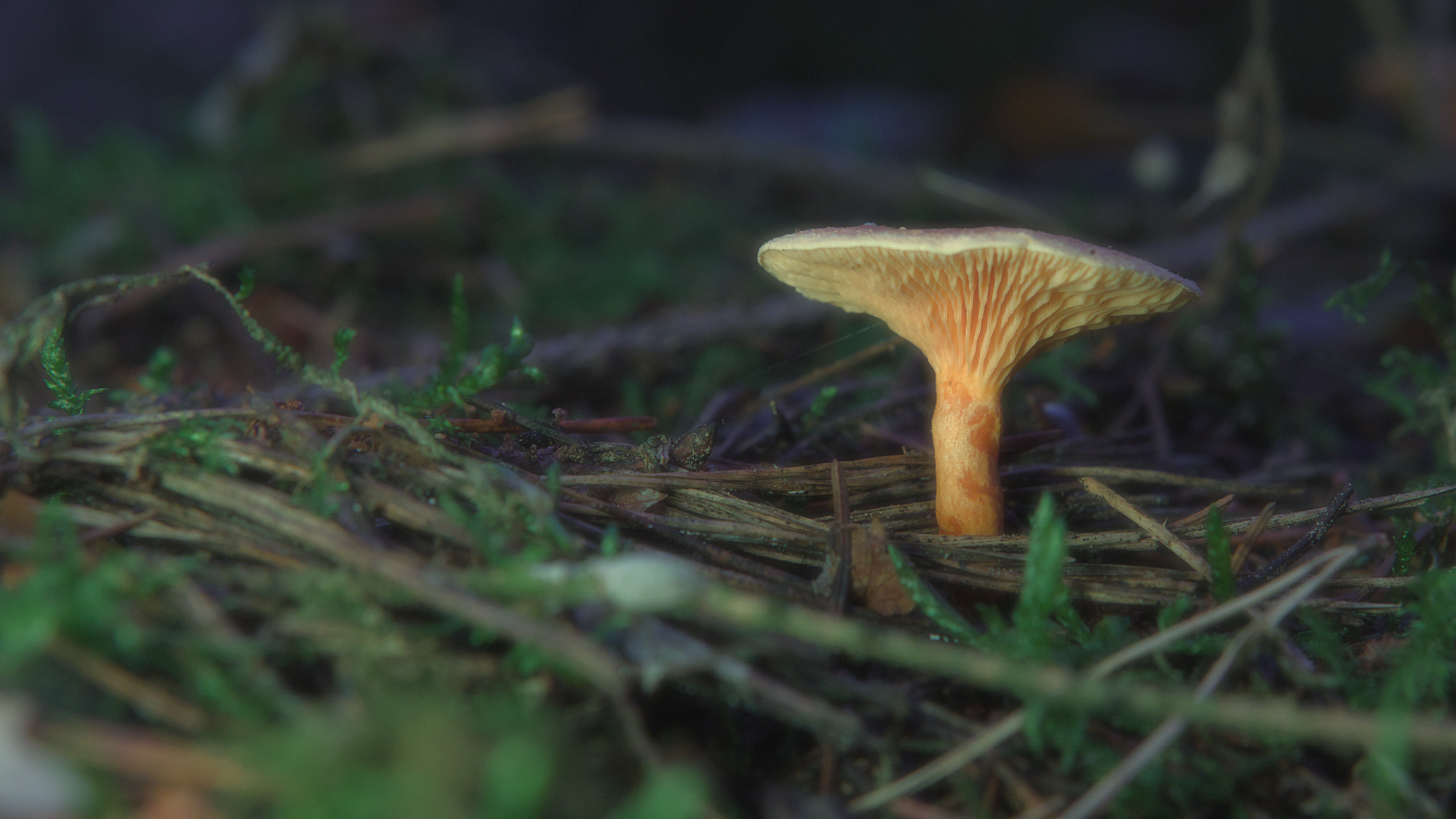 Pilz im Wald