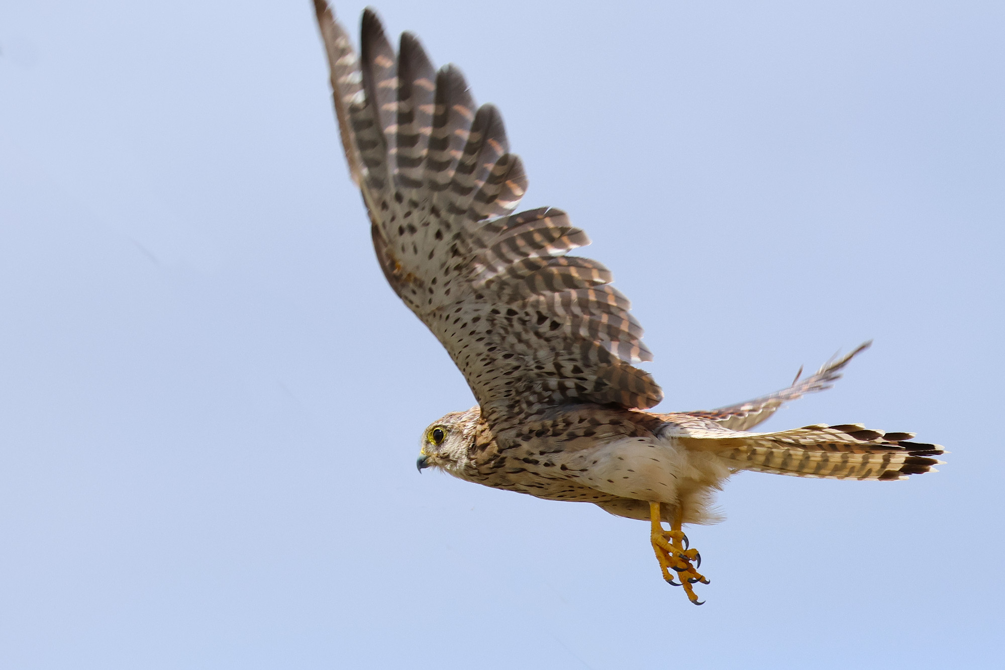Turmfalke