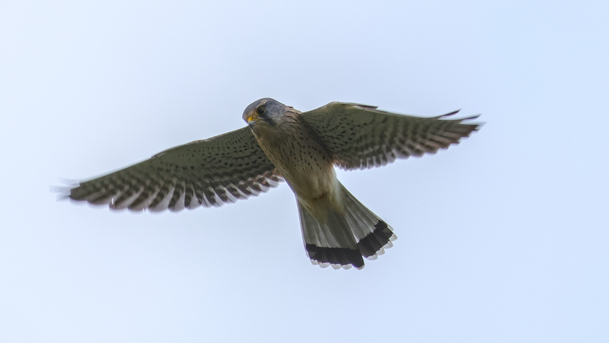 Turmfalke