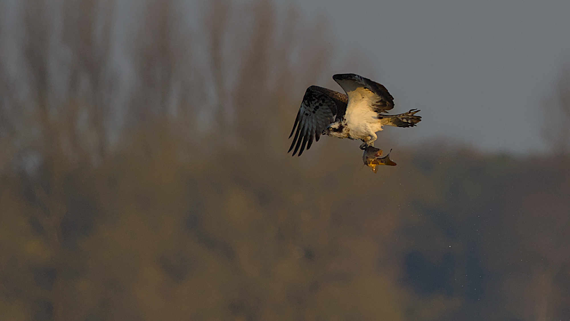 Fischalder mit Beute (Karpfen)