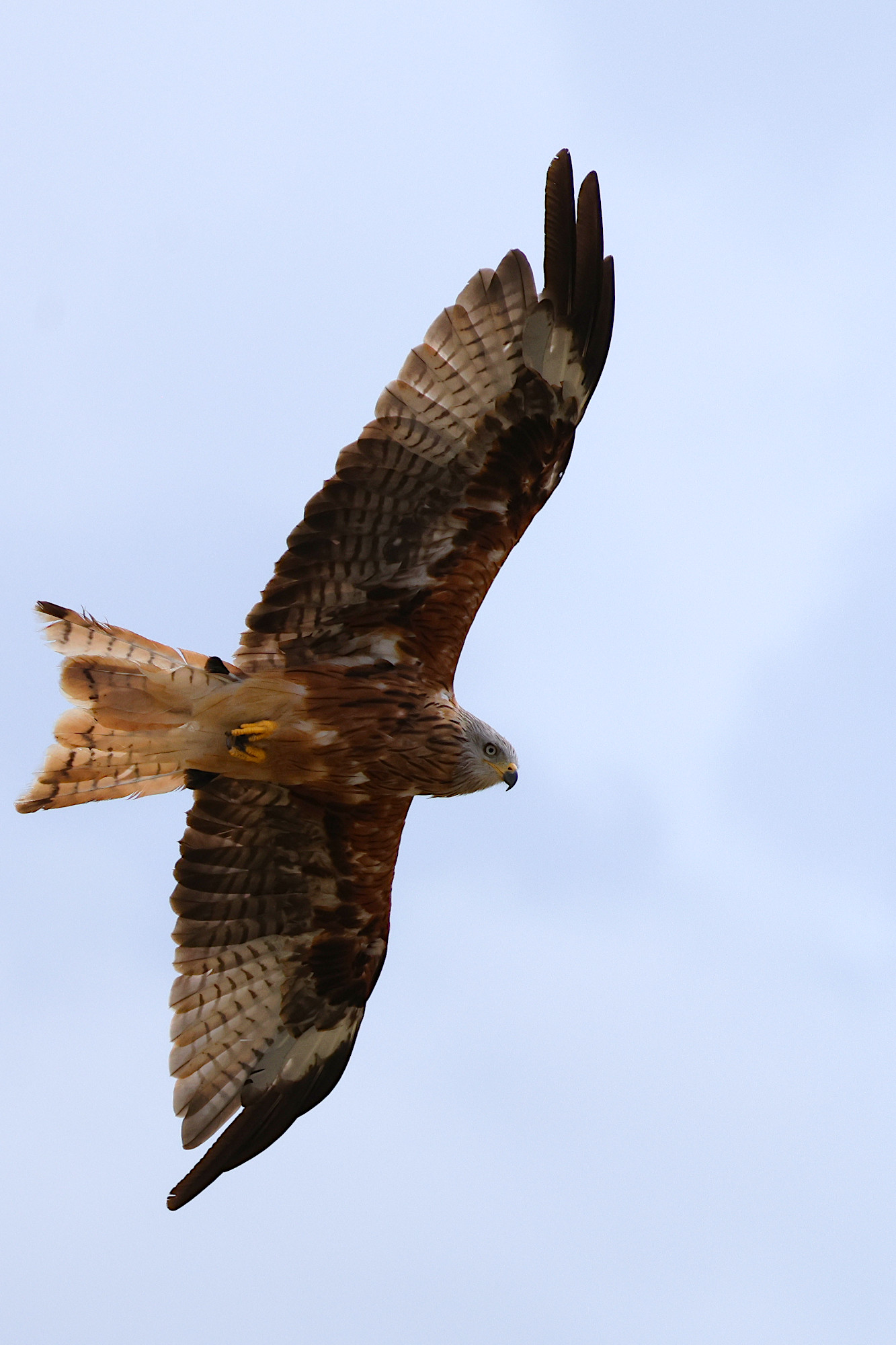 Rotmilan im Überflug