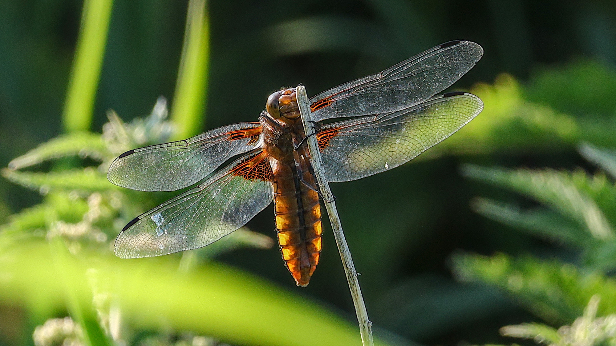 Libelle im Gegenlicht