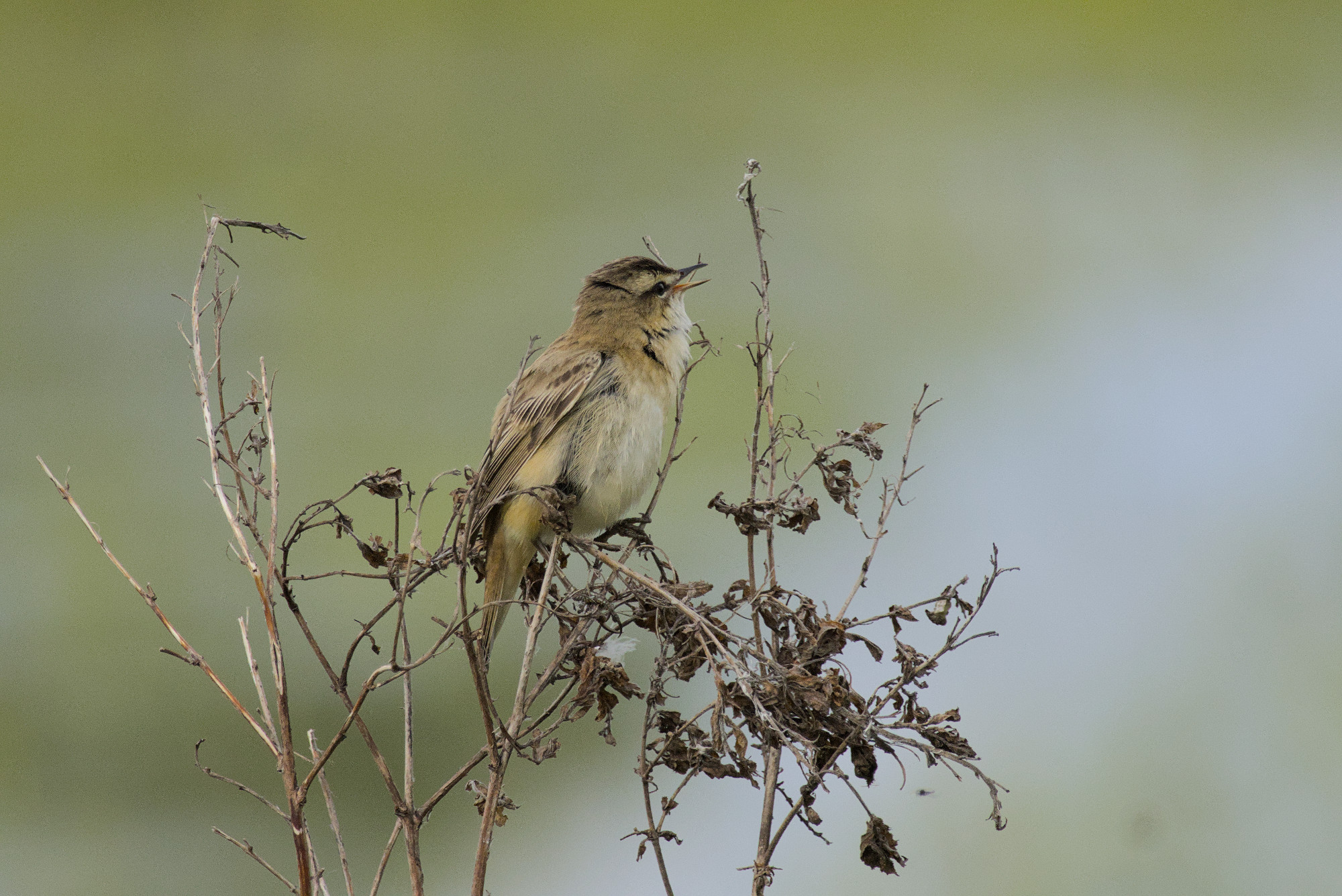 Schilfrohrsänger am Singen