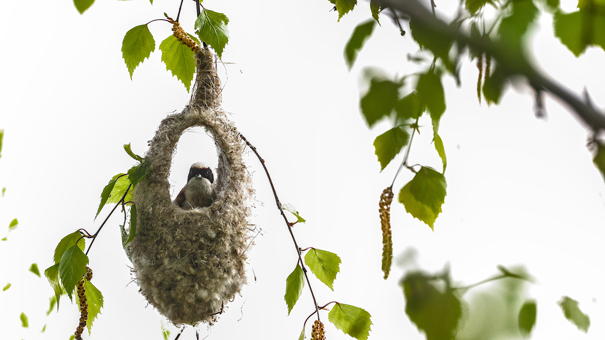 "Hab ich da was klicken gehört?"