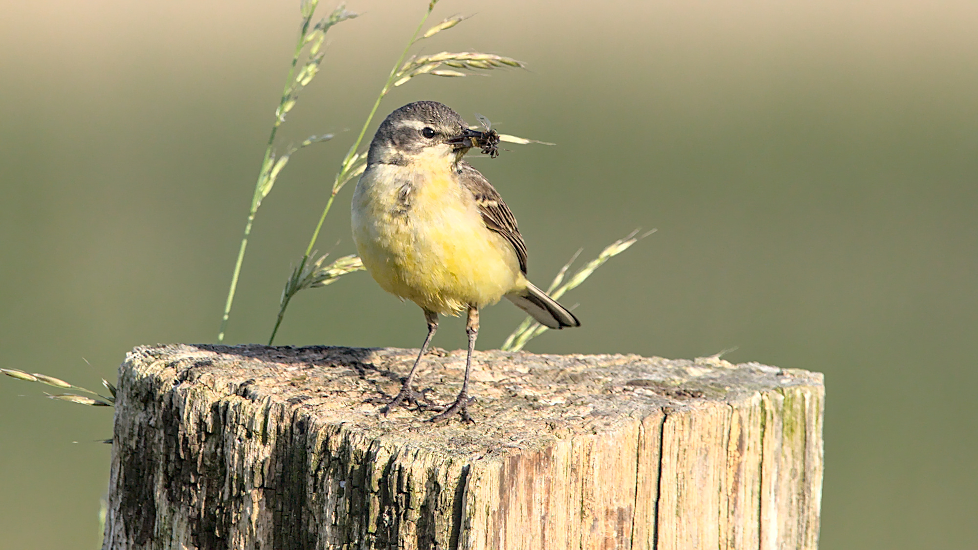 "Wo gibt es noch mehr Futter?"