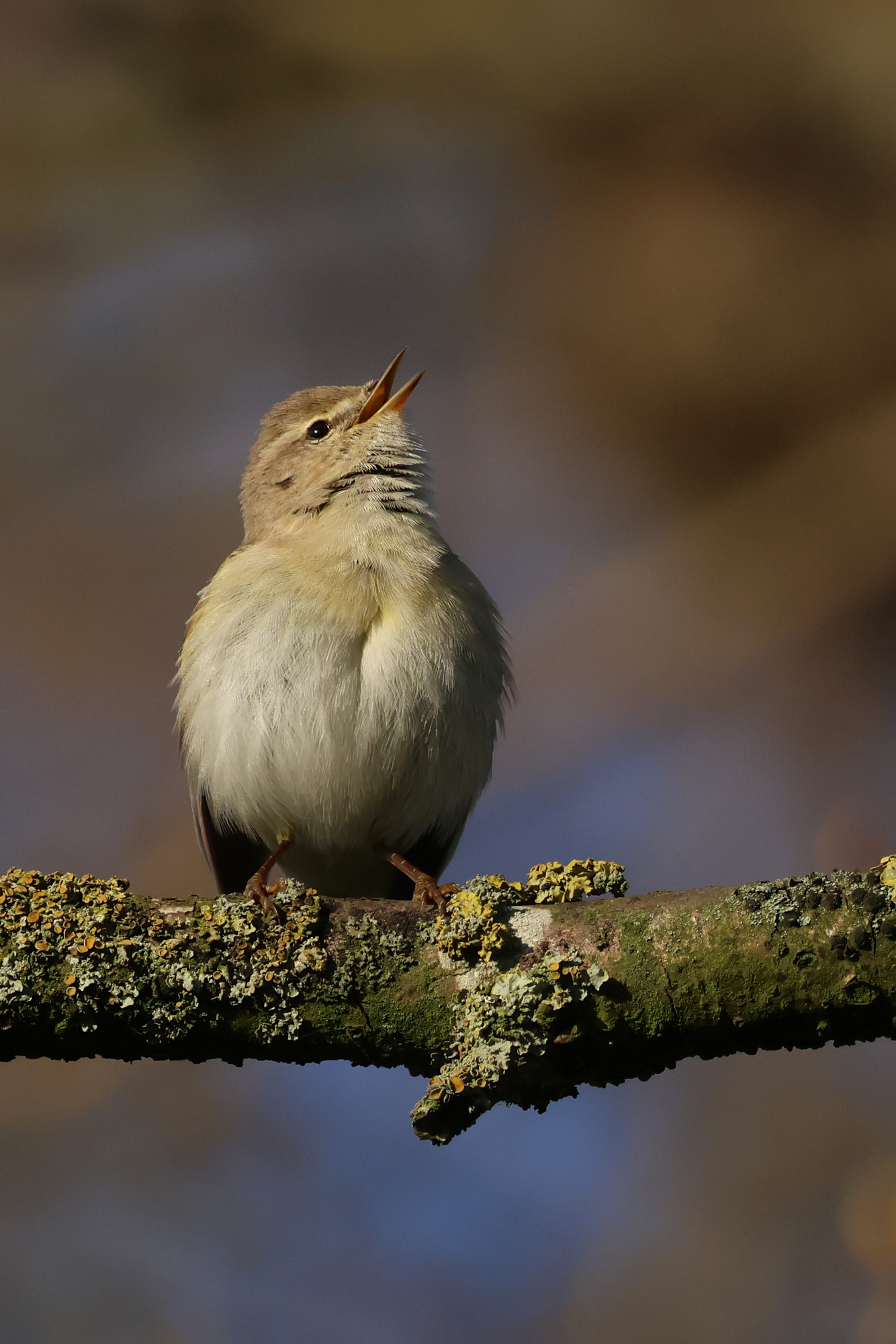 Bauch rein, Brust raus