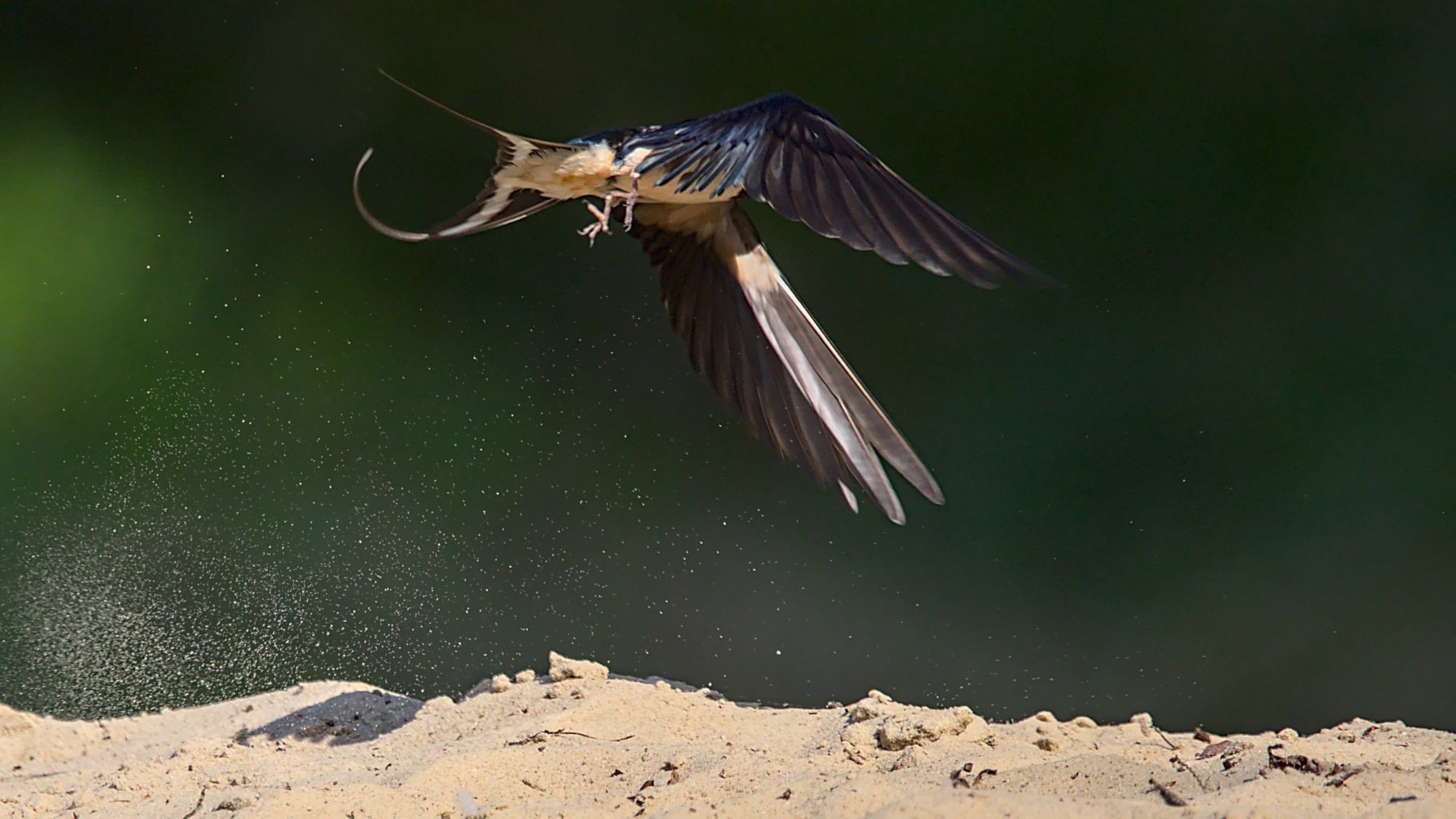 Rauchschwalbe beim Start