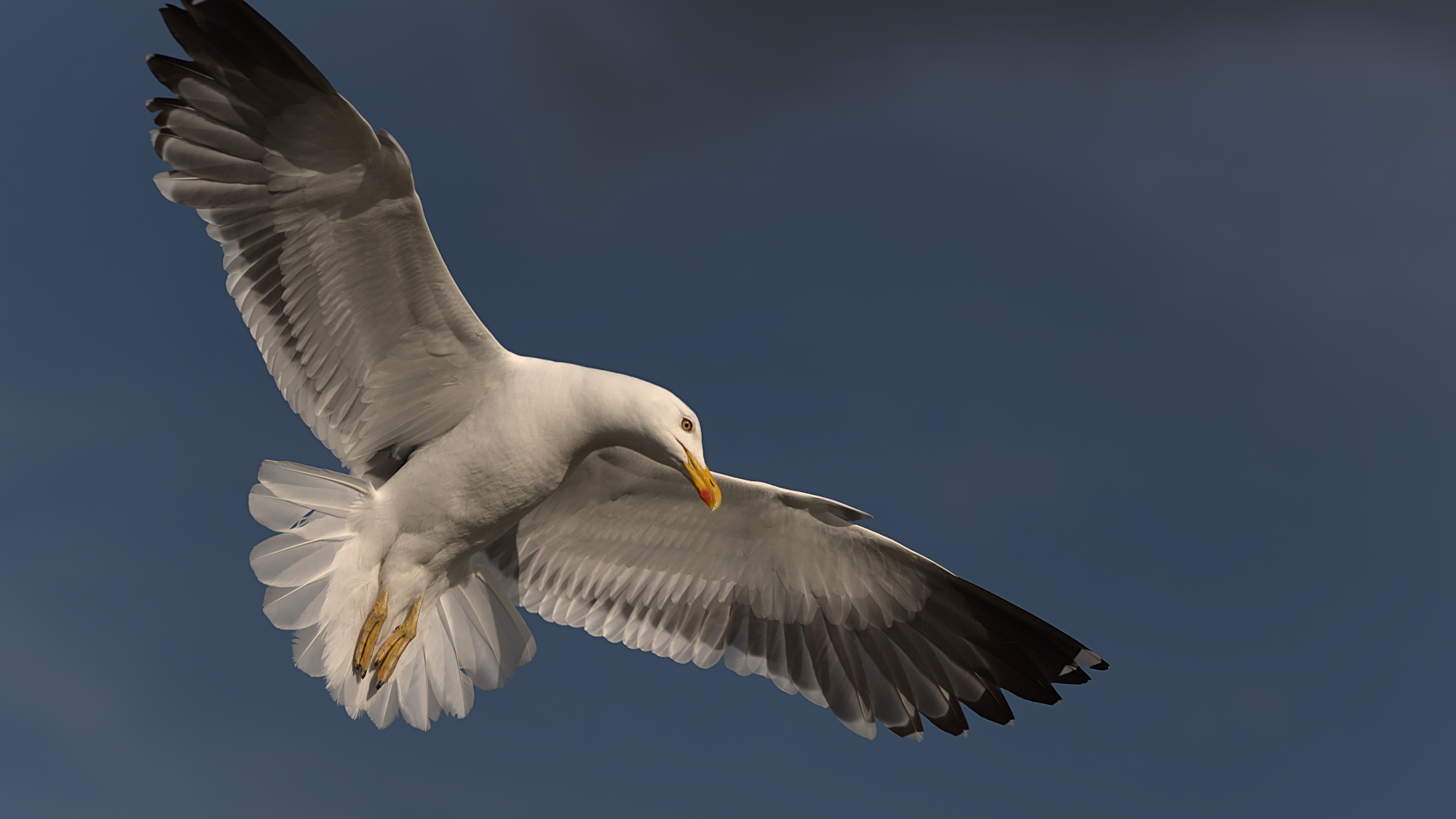 Möwe auf  Futterjagd bei den Touristen