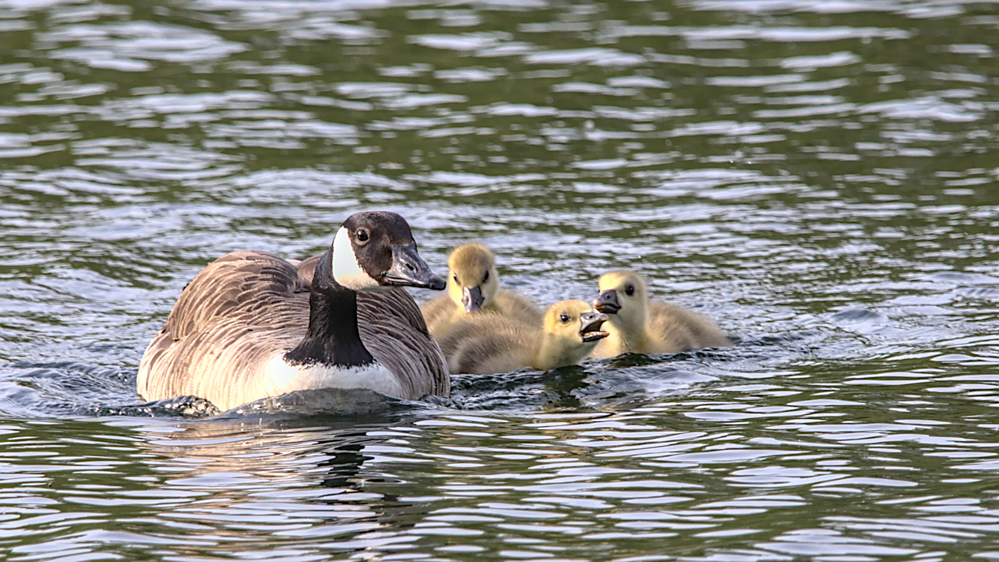 "Mamaaaa, ich habe Hungeeeeer!"