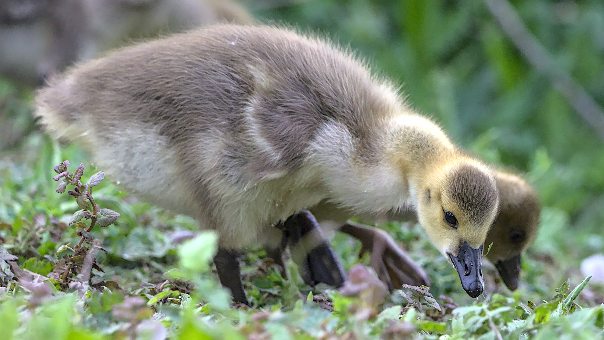 "Das sieht ganz lecker aus..."