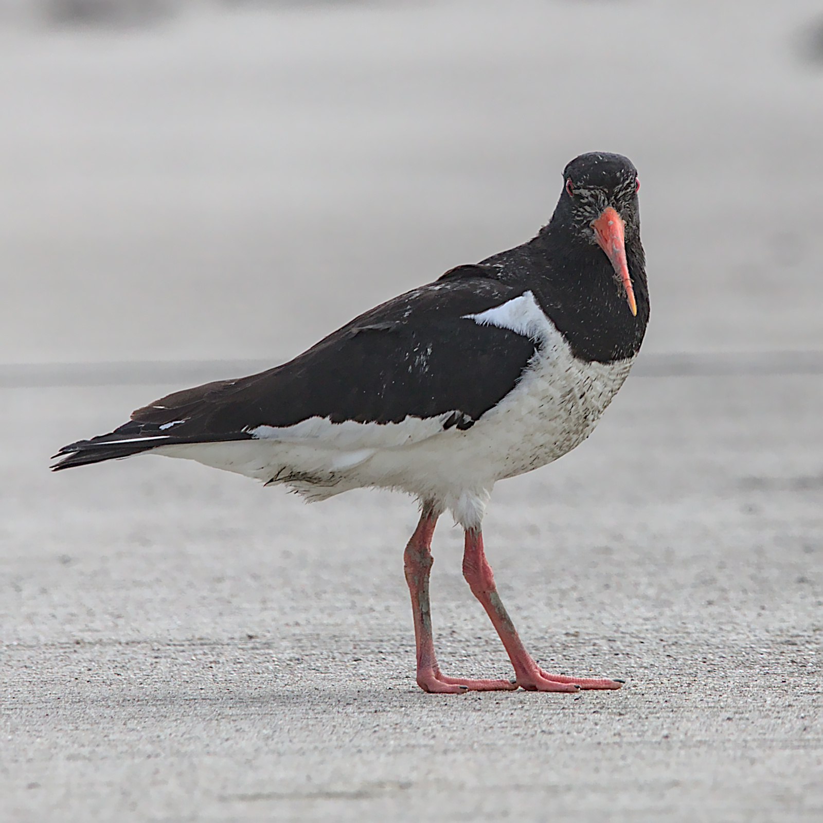 Da wäre mal ein Bad fällig...
