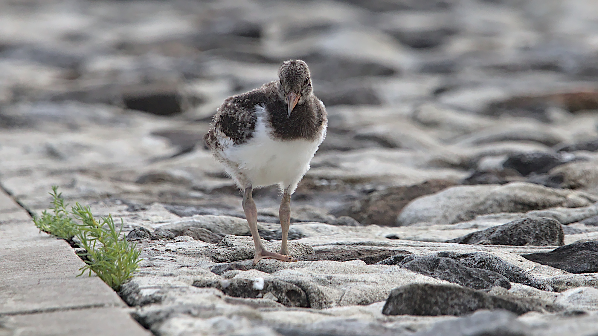 Jungvogel bei der vielleicht ersten Fotosession