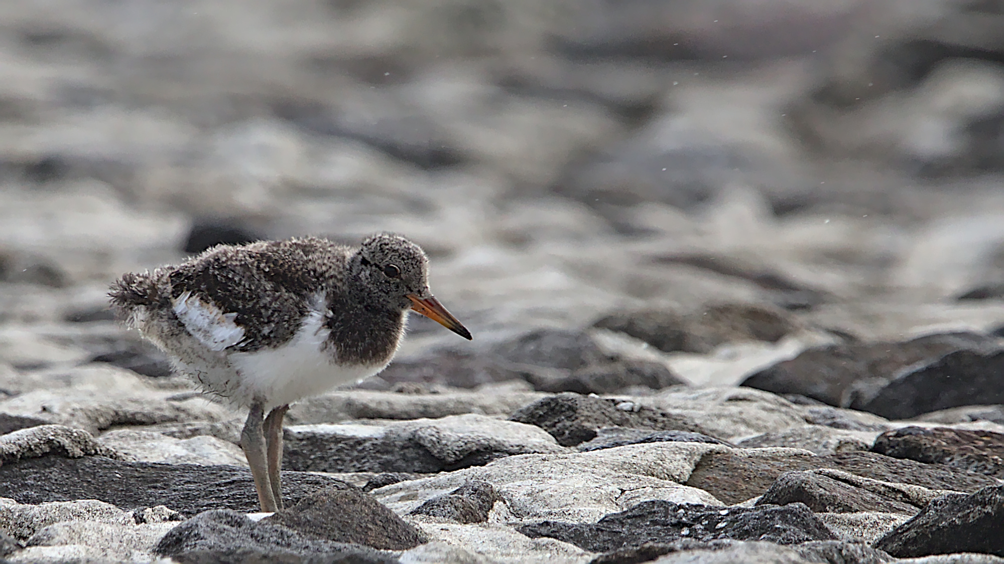 "Gibt es hier was für mich zu futtern?"