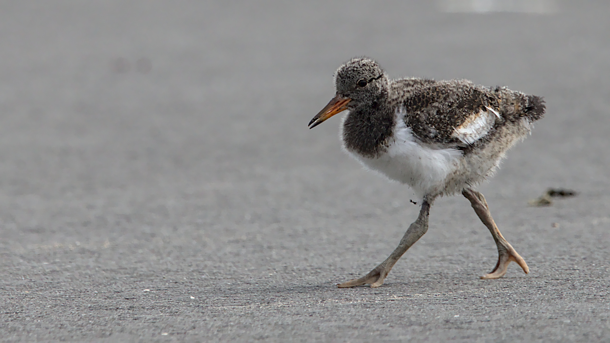 "Jetzt will ich auch noch Mal auf's Foto..."
