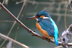 Eisvogel (weiblich)