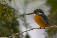 Eisvogel im Ansitz