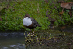 Wasseramsel