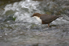 Wasseramsel