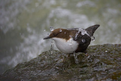 Wasseramsel