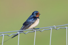 Rauchschwalbe