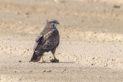 Mäusebussard mit Beute