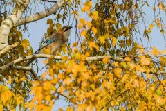 2025-11-05-15.28.36.300_EOS-R7_0122-DxO_DeepPRIME-3_web