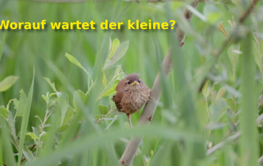 Neues kleines Video