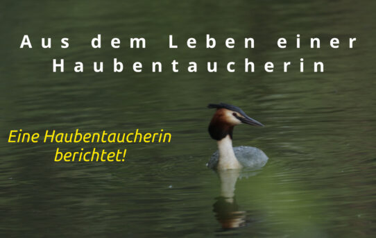 Was könnte wohl...