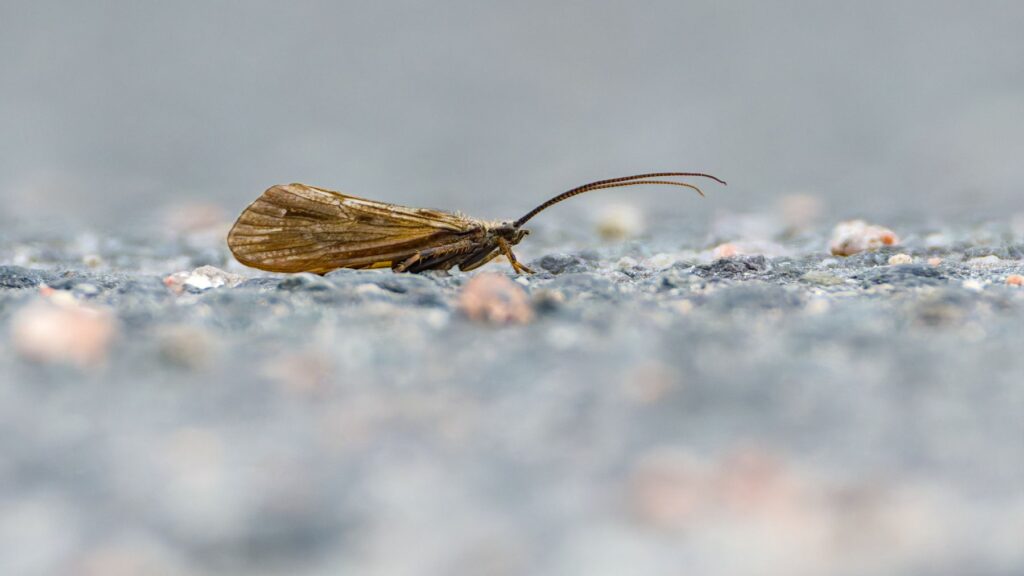Köcherfliege auf dem Asphalt