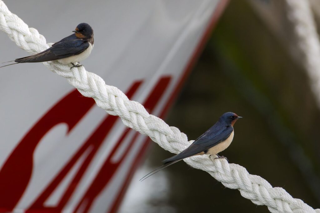 Rauchschwalben im Hafen auf Tau