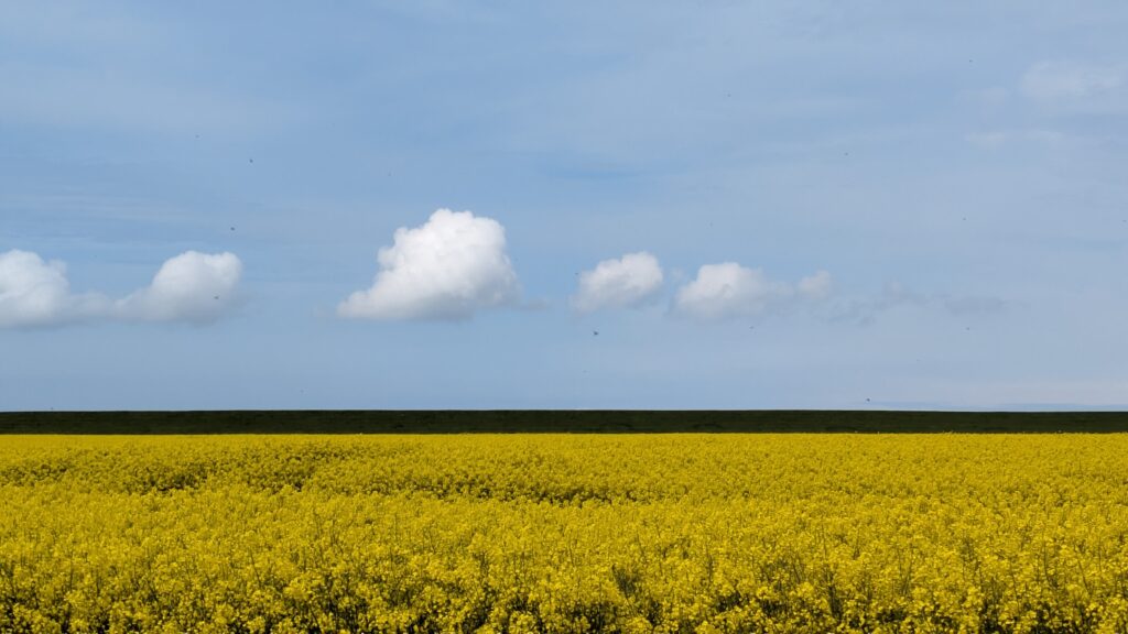 Landschaftsbild, Raps im Vordergrund, blauer Himmel mit WOlken